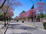 Avenida del Combate, San Lorenzo